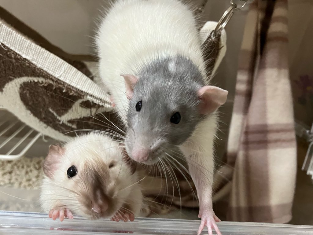 ラットのおうちran run Rat 横浜中華街 tweet media
