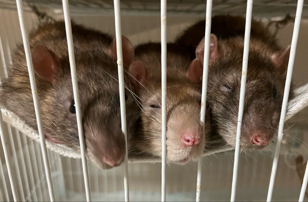 ラットのおうちran run Rat 横浜中華街 tweet media