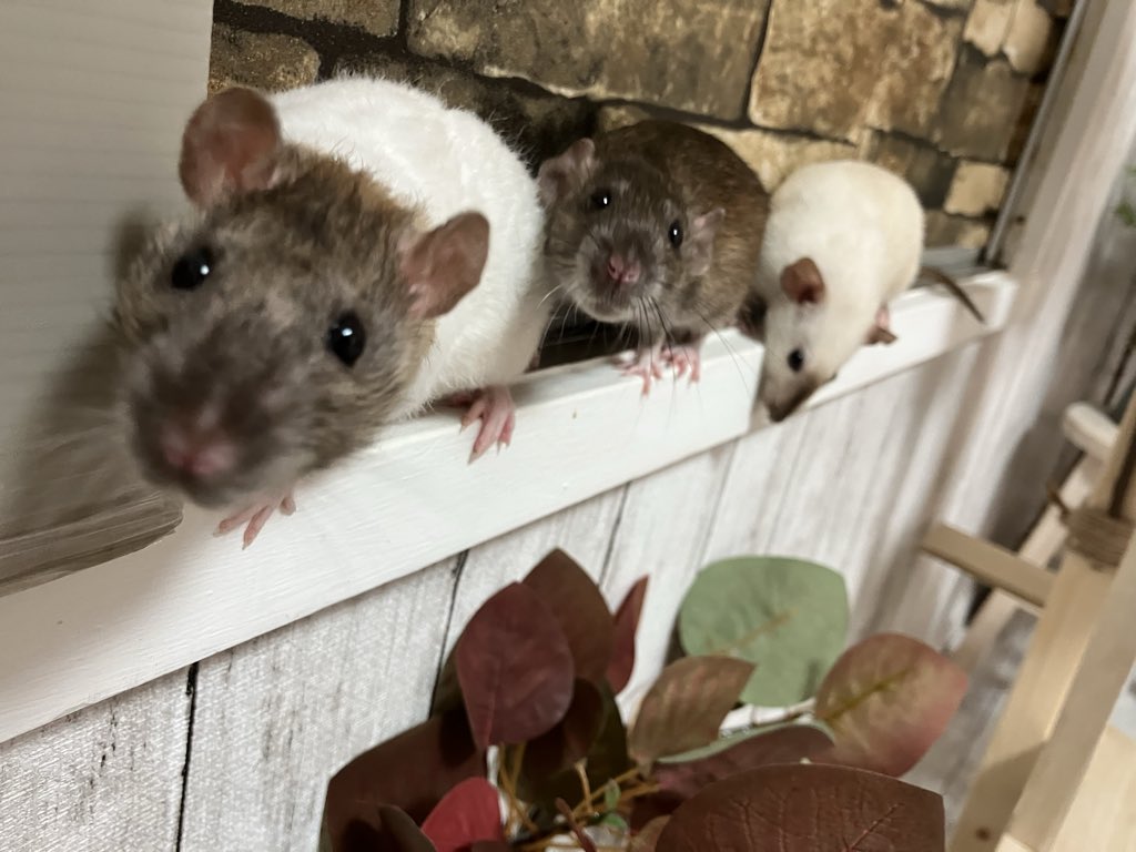 ラットのおうちran run Rat 横浜中華街 tweet media