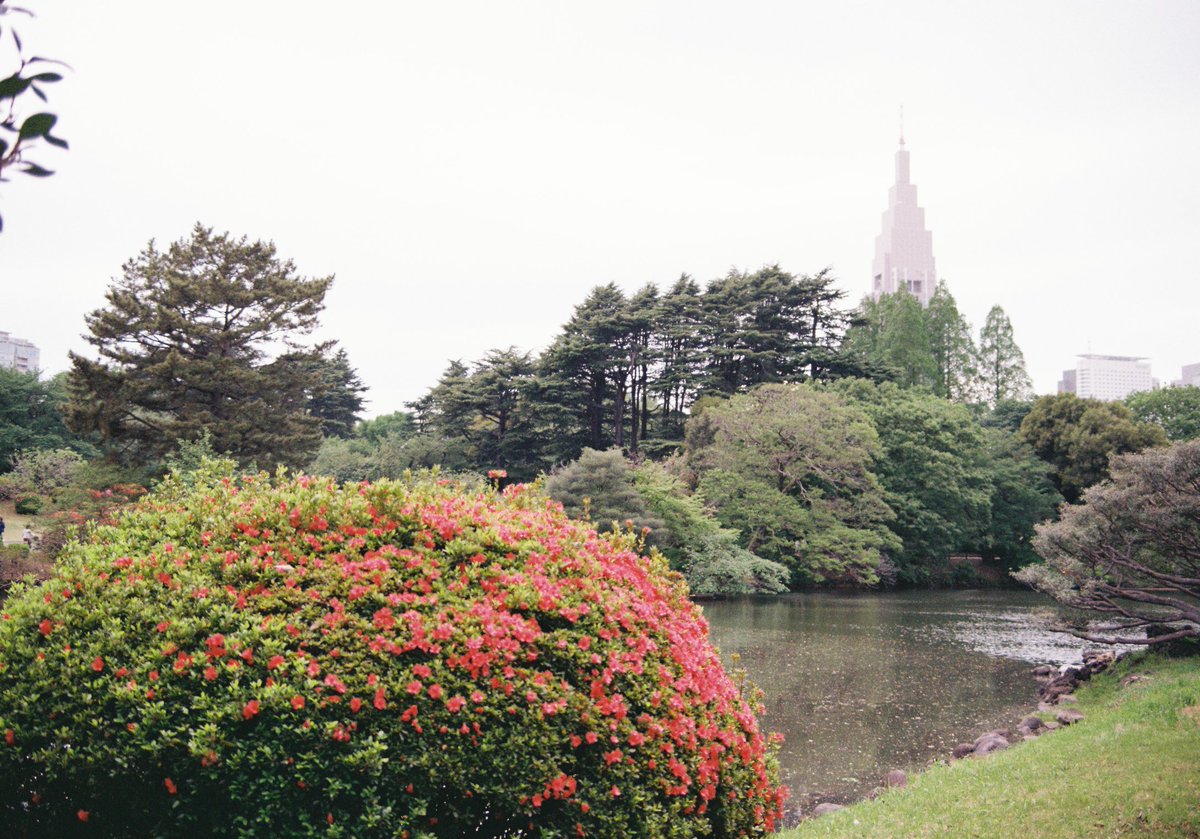 【新宿御苑】
2026.4.22
Nikon F3P P 9016650
Nikon Ai-NIKKOR 35-70mm F3.5S
Kodak PRO Image 100
＃新宿御苑 ＃NikonF3P ＃カメラはNikon ＃Nikonは人生