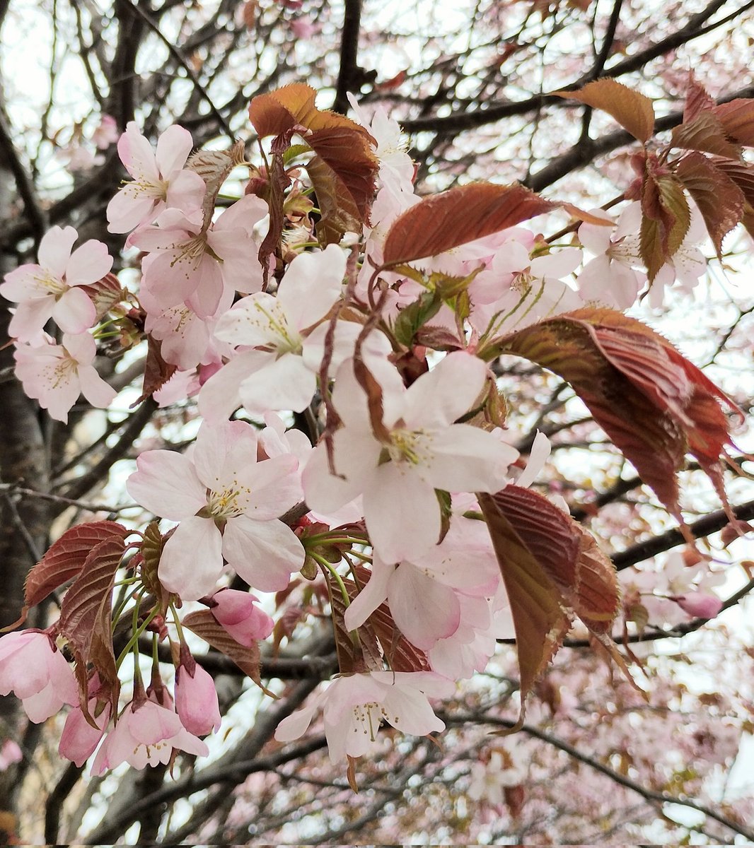 札幌暮らし（北海道グルメと札幌イベント）❄ tweet media