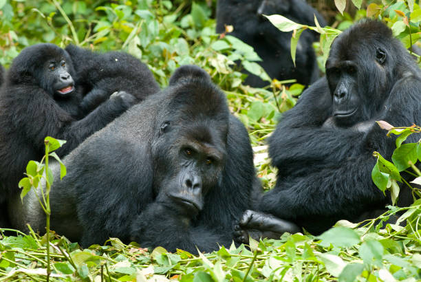 glorysummittour's tweet image. Western Lowland Gorillas: Did you know that sometimes the female gorillas can influence the dominant silverback’s decision regarding movement direction based on the possibility or availability of food? #primates #gorilla #ExploreMore