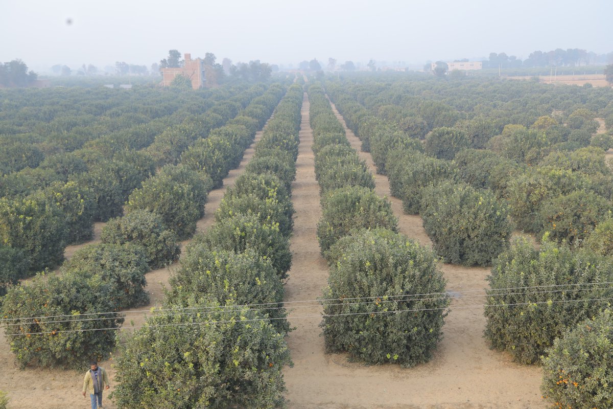 MASHAVinINDIA's tweet image. Access Water doesn’t increase yield: smart water management does
In #Webinar 15 on #Water #Management in #Citrus, Dr. Ramesh, Master trainer of @MASHAVisrael highlighted canopy based #irrigation, growth stage &amp;amp; micro-irrigation for better yield &amp;amp; quality

@AgriGoI @IsraelinIndia
