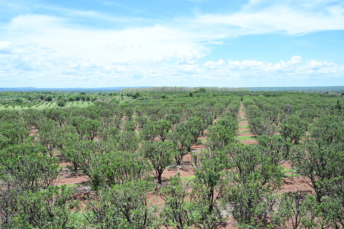 MASHAVinINDIA's tweet image. Access Water doesn’t increase yield: smart water management does
In #Webinar 15 on #Water #Management in #Citrus, Dr. Ramesh, Master trainer of @MASHAVisrael highlighted canopy based #irrigation, growth stage &amp;amp; micro-irrigation for better yield &amp;amp; quality

@AgriGoI @IsraelinIndia