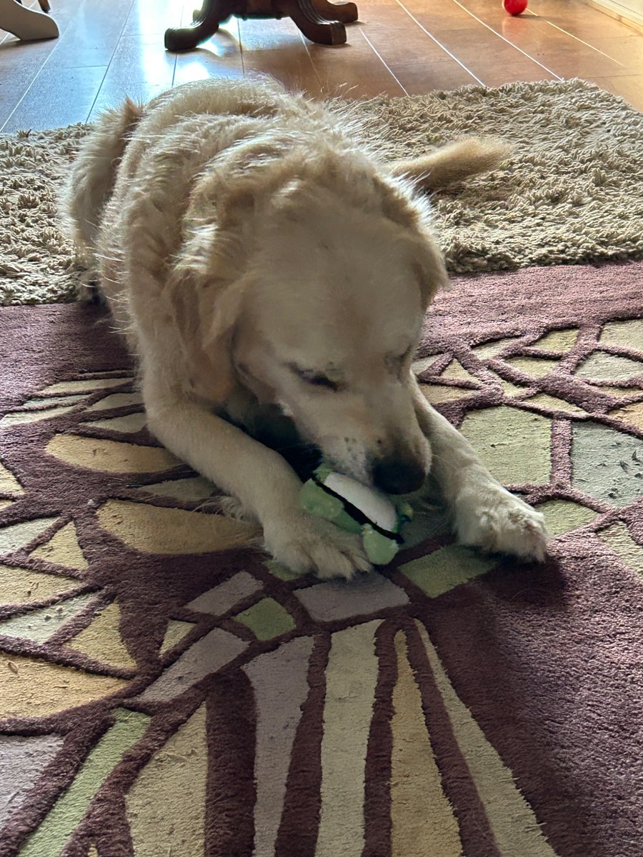 boatypat's tweet image. Freya is sitting waiting for bestie to come n play tug of war .. bestie has found a squeaky stuffie n atm not interested #gsd #retriever #dogsoftwitter