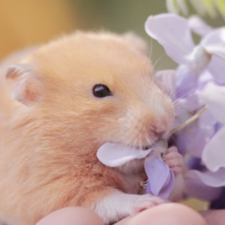 햄스터 서경배 tweet media