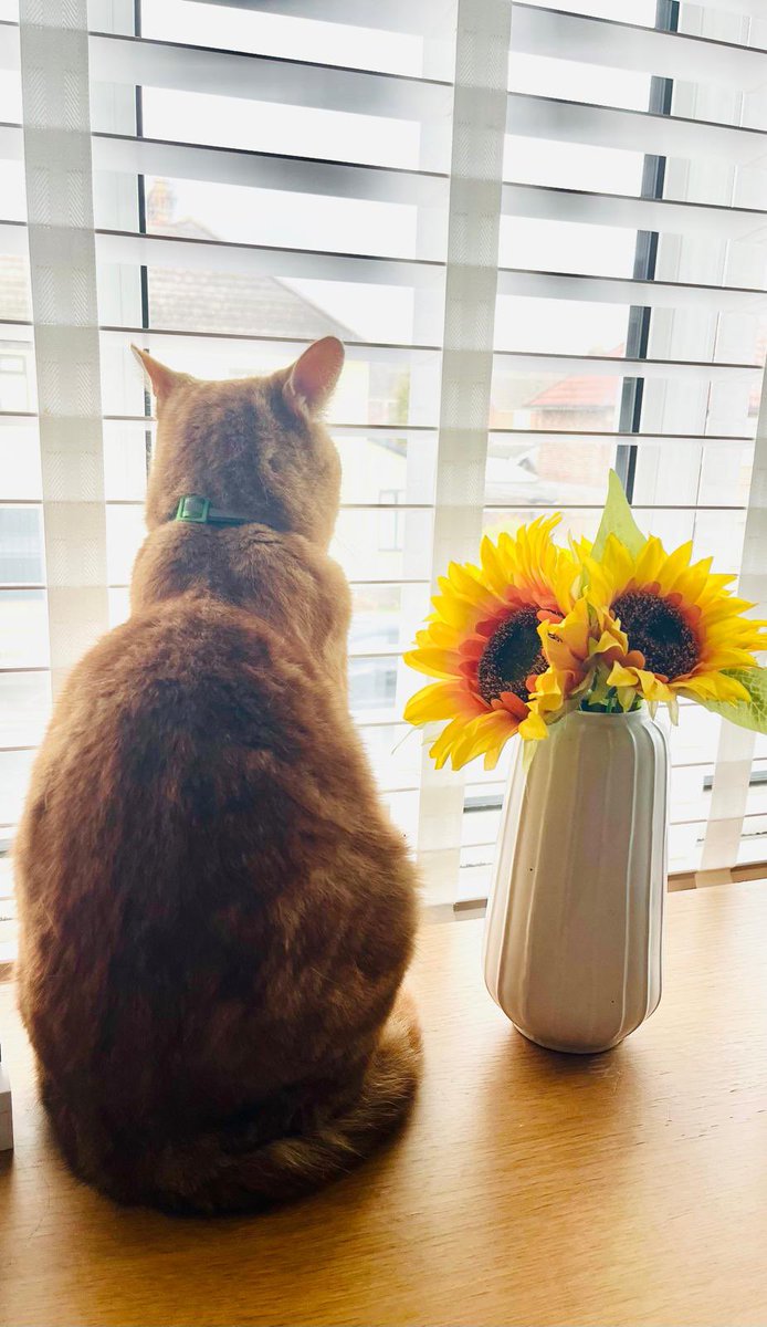 Iam_Sherlock1's tweet image. #SchnauzerGang #Cats it’s Da pest’s Birfdee today!!! Yappy Birfdee Watson!! We wufz yer fur bro 🥳🐱🎂🎁🎈🐾🐾