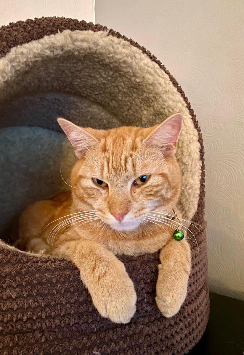 Iam_Sherlock1's tweet image. #SchnauzerGang #Cats it’s Da pest’s Birfdee today!!! Yappy Birfdee Watson!! We wufz yer fur bro 🥳🐱🎂🎁🎈🐾🐾