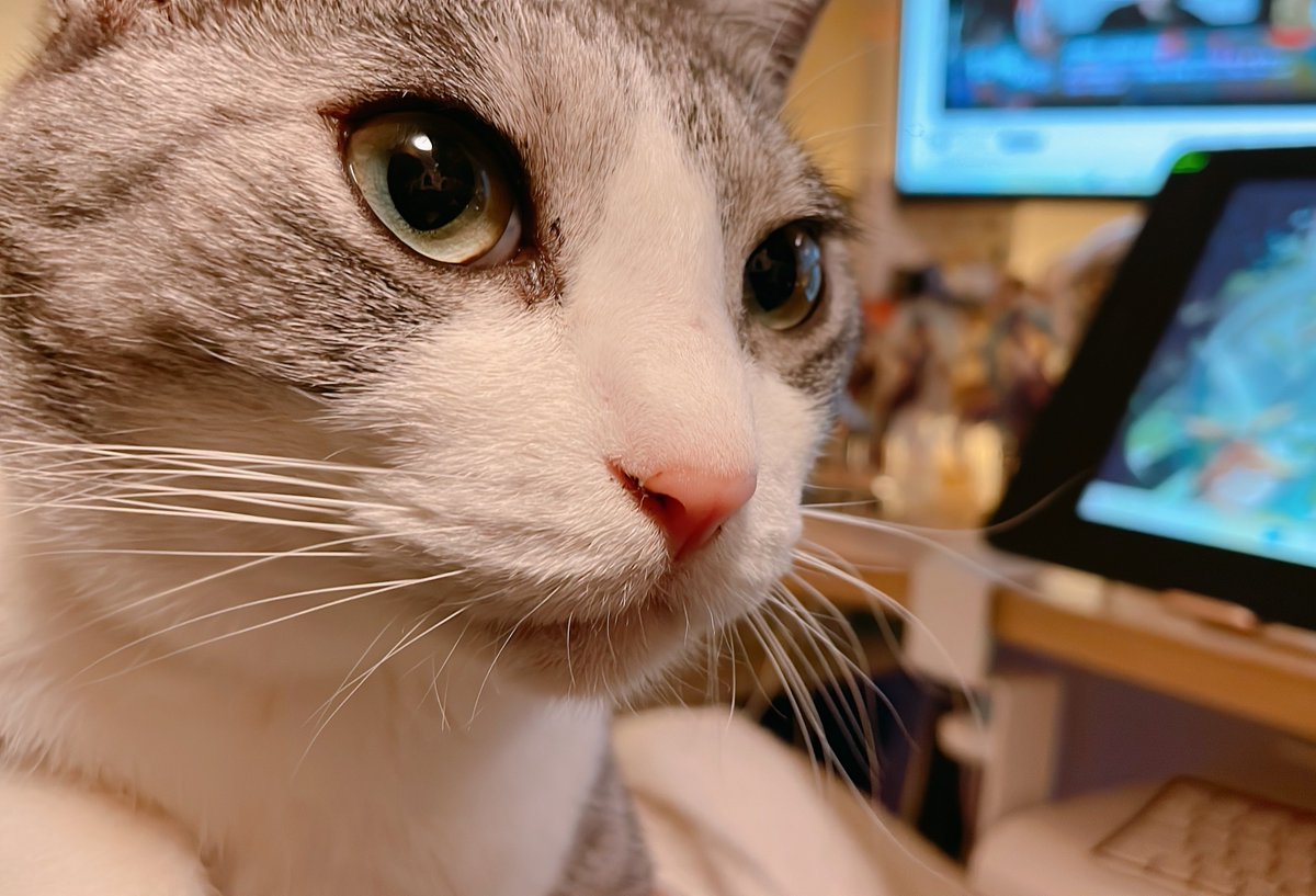 おまもん tweet media