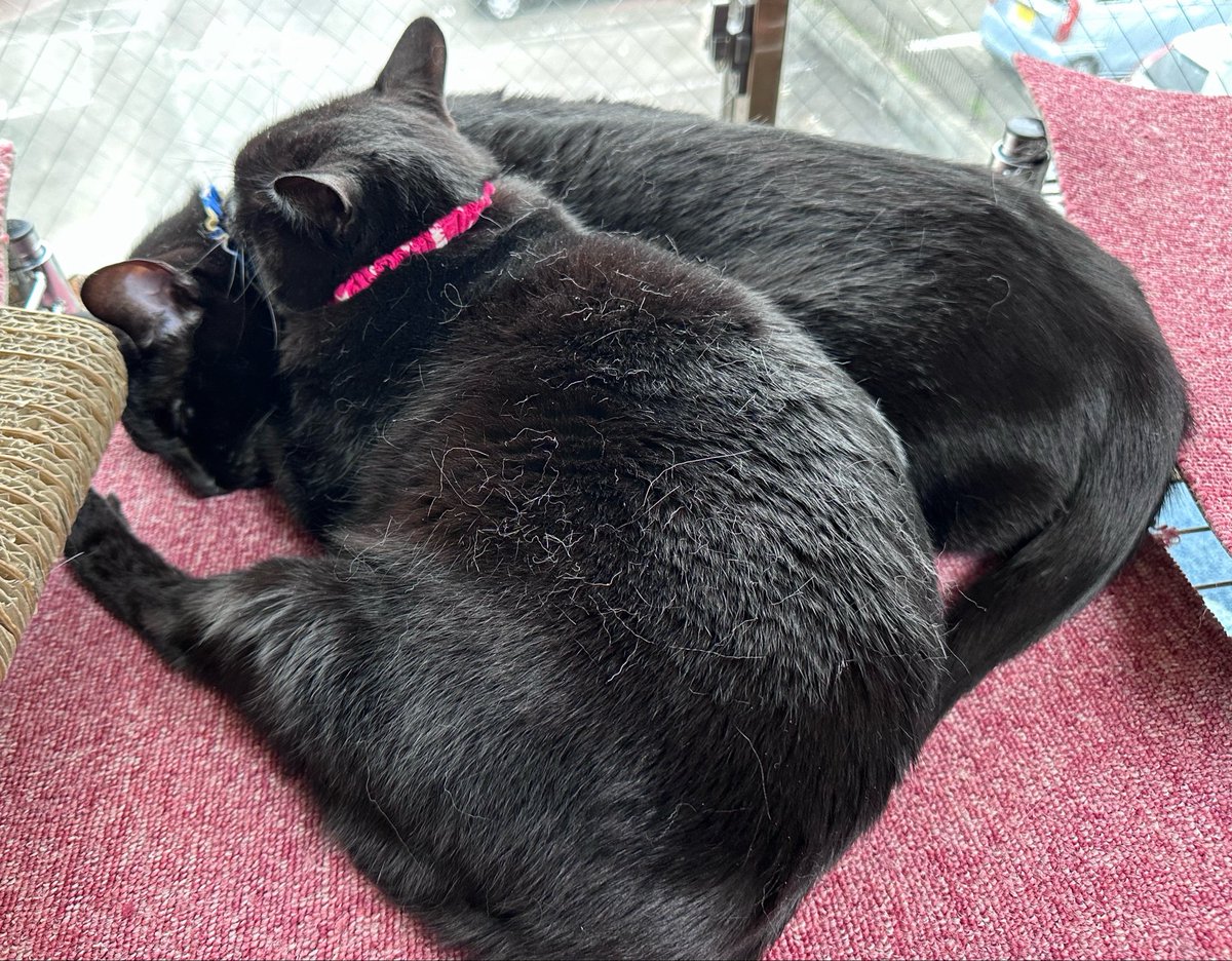 クゥハウス朋猫 tweet media