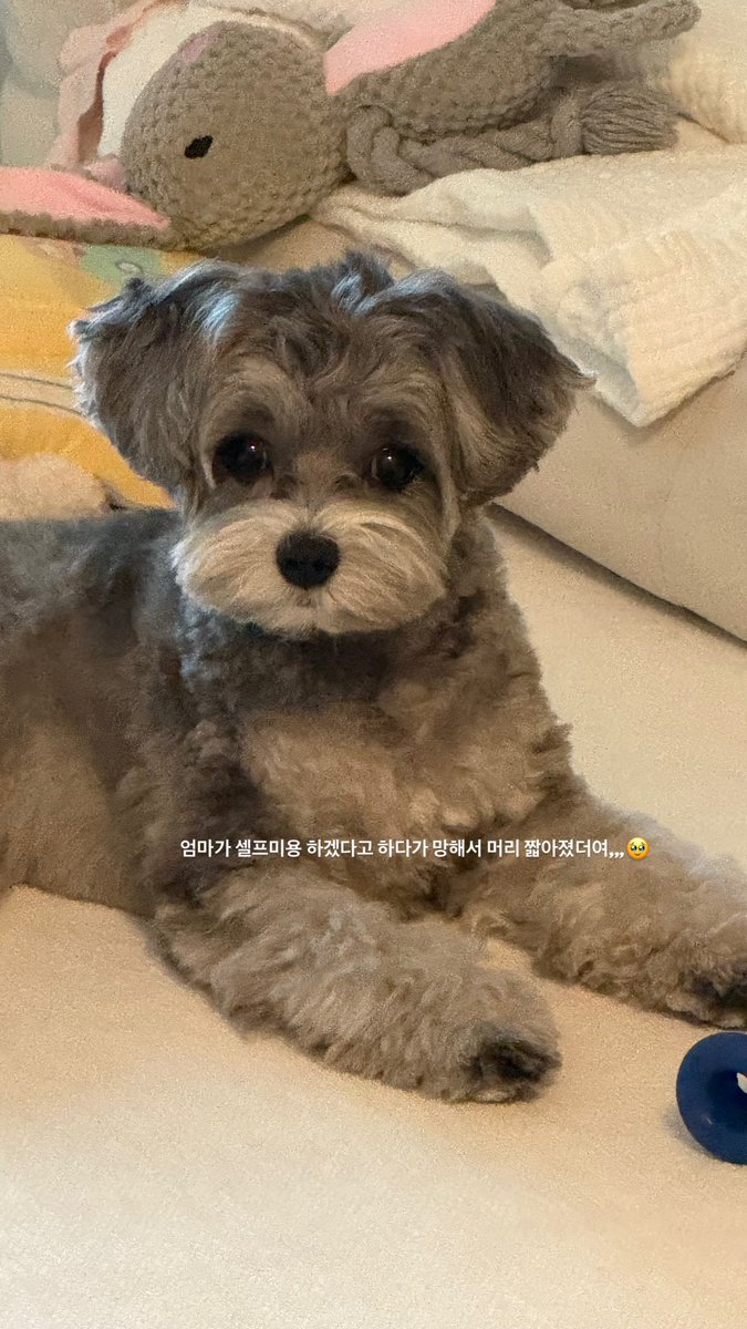 보나 아카이브 tweet media