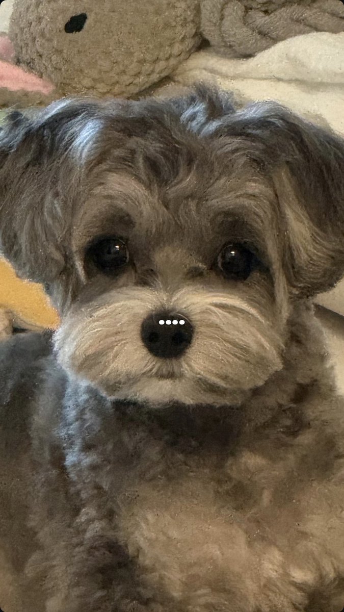 보나 아카이브 tweet media