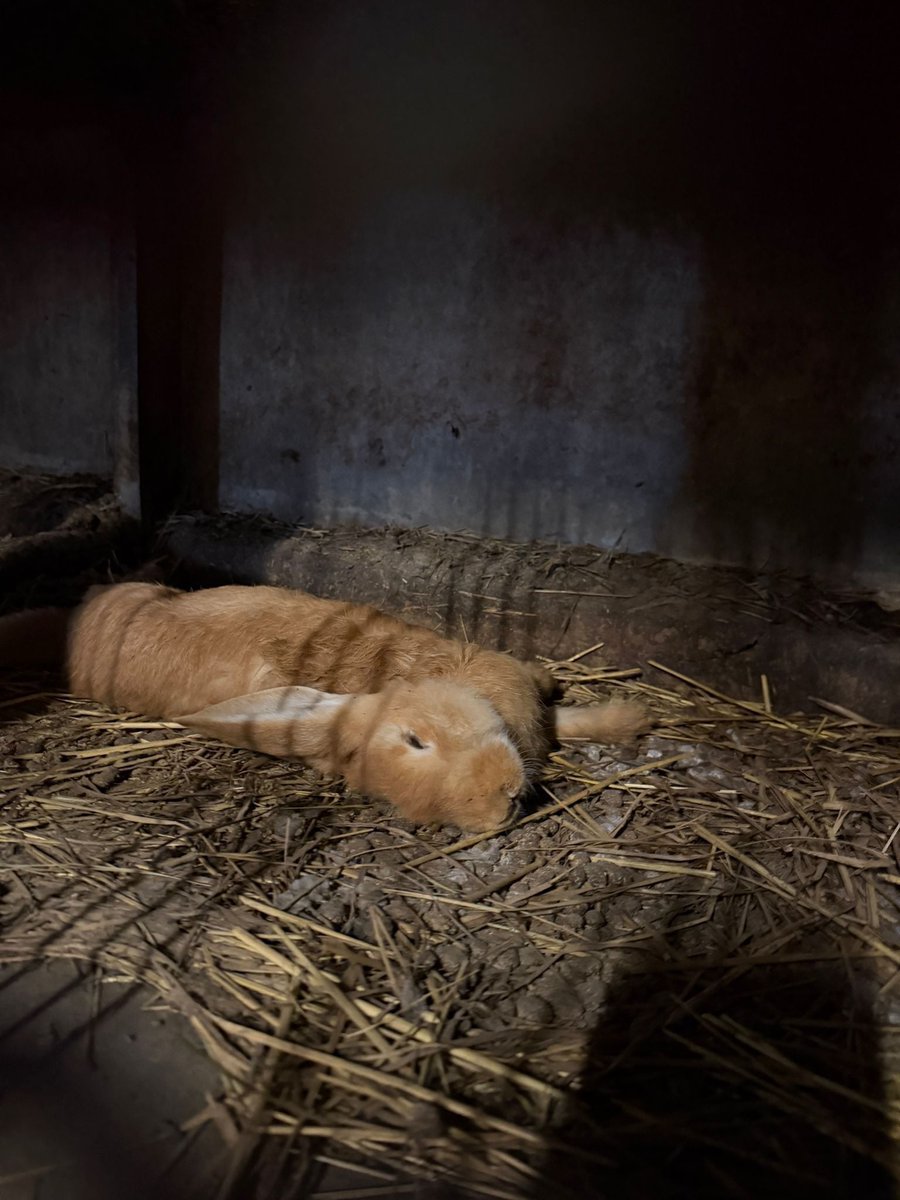 Plus de 300 bêtes abandonnées au milieu des cadavres de leurs congénères dans une ferme à l'abandon.
Plus de 300 animaux (brebis, agneaux, canards, poules et lapins) ont été découverts abandonnés, sans eau ni nourriture, au milieu de cadavres dans une exploitation agricole située