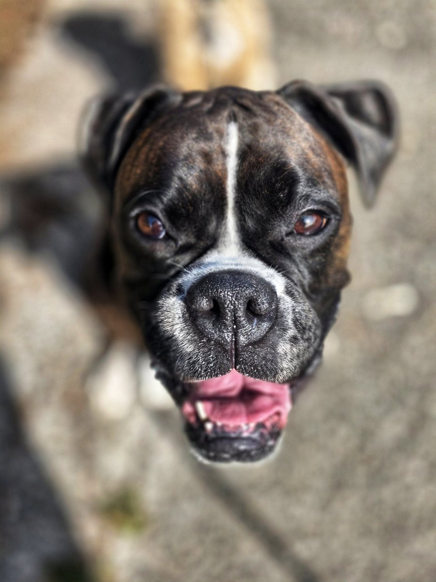 WalkinDogwalk's tweet image. Miss Juno has that #FriYAY look in her eye!
❤️🥰🐾🐶🐕🐾🥰❤️
#brindleboxer #walkinthedog