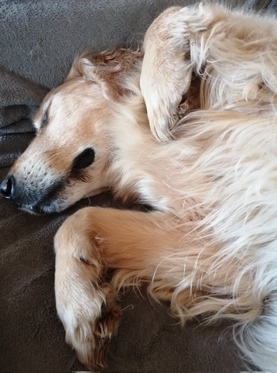 Valérie pergueval 🇨🇵 tweet media