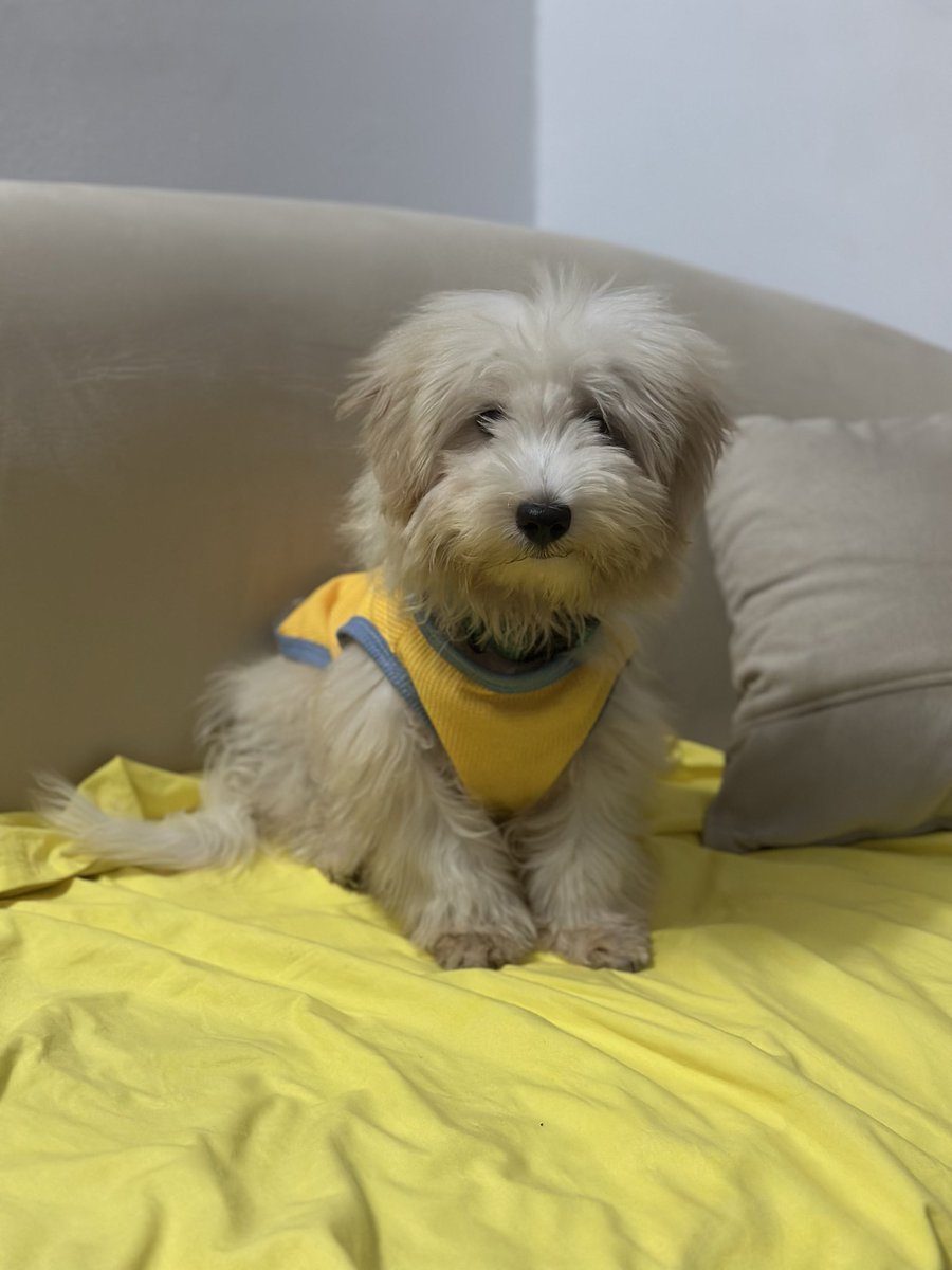 omotoppy's tweet image. Happy Birthday to my baby 🐶🎂
Max, you make every day brighter 💙
#BirthdayBoy #DogLover #MaxTurnsOne #dog