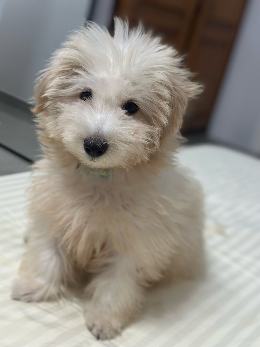 omotoppy's tweet image. Happy Birthday to my baby 🐶🎂
Max, you make every day brighter 💙
#BirthdayBoy #DogLover #MaxTurnsOne #dog