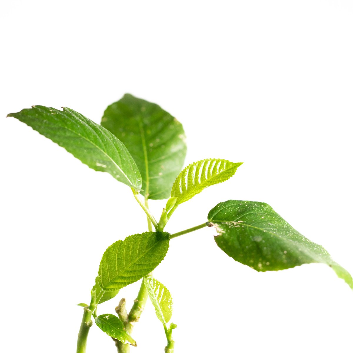 StingScience's tweet photo. Elephant nettle. Dendrocnide sinuata. 10 m. Asia. Tried out some cheap dentistry, shouldn’t have - starts as a rashy tingle but beware the toothbrush or anything remotely cold for the next week. Pain level: 4/10 https://t.co/PZCL0pbZKm