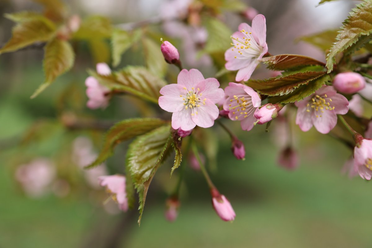 知事公館 の桜が見頃💡 ＼ 早咲きの桜は既に満開🌸 まわりの桜も