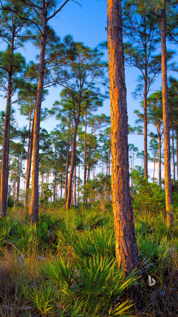 meejd777's tweet image. Everglades #National Park Florida