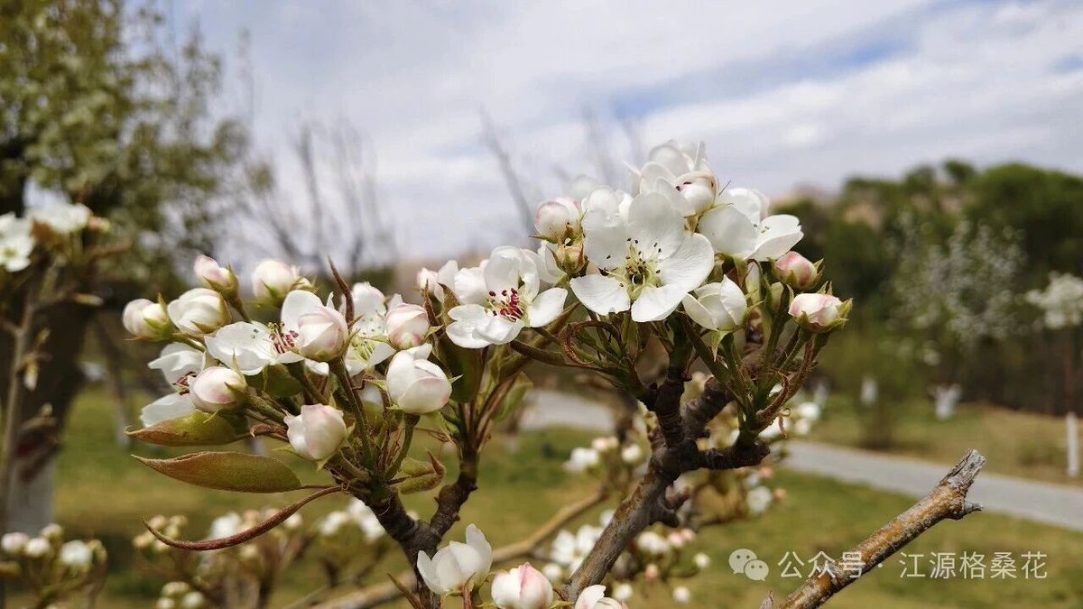 QingHaiICC's tweet image. 芳菲四月，走进青海省海南藏族自治州贵德县，仿佛走进了一幅画。街道两旁的农家院落错落有致，百年老树虬枝盘曲，千万朵梨花竞相绽放，白的像雪，洁得纯粹；粉的如霞，柔得醉人。
#China #Qinghai #travel #nature
➡️mp.weixin.qq.com/s/hybgHEbIdMFX…