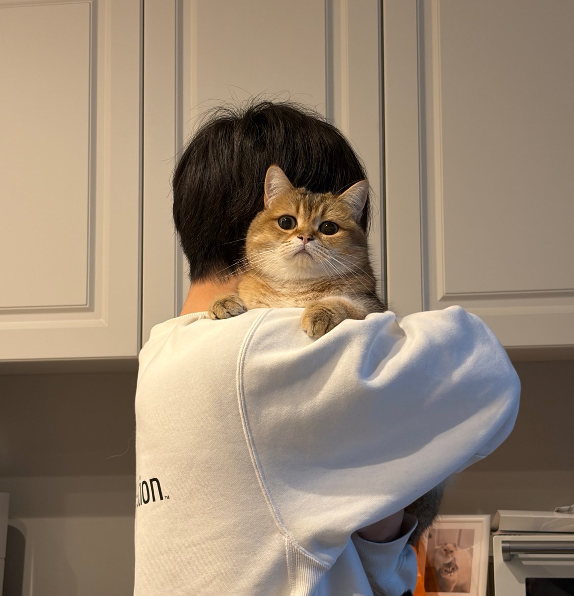 ぽてこゆこめ。 tweet media