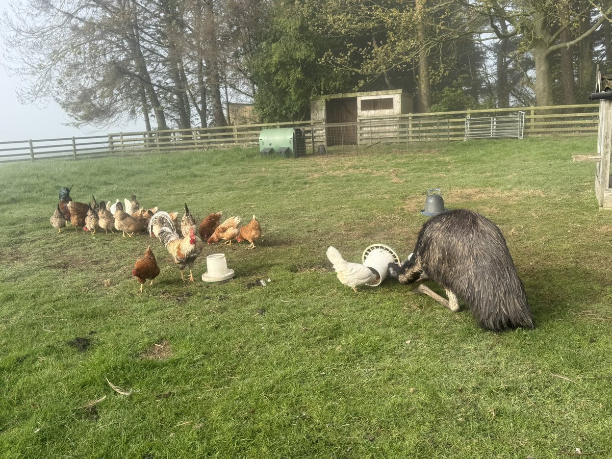 I’m only a little chicken honestly!