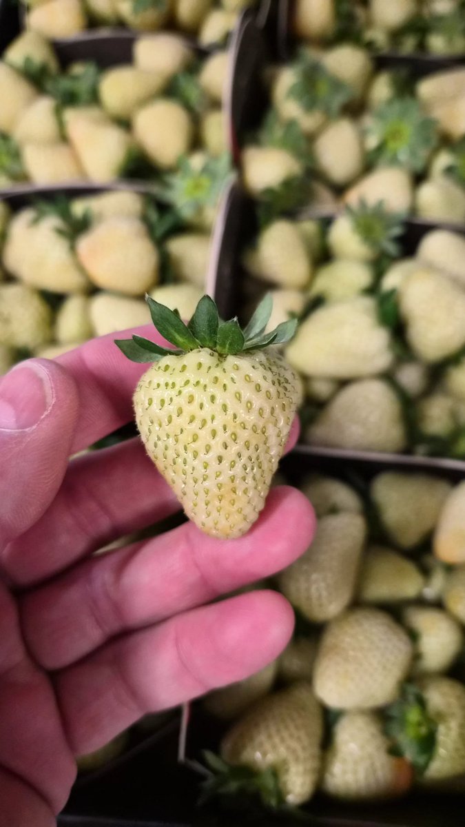 First Choice Produce tweet media