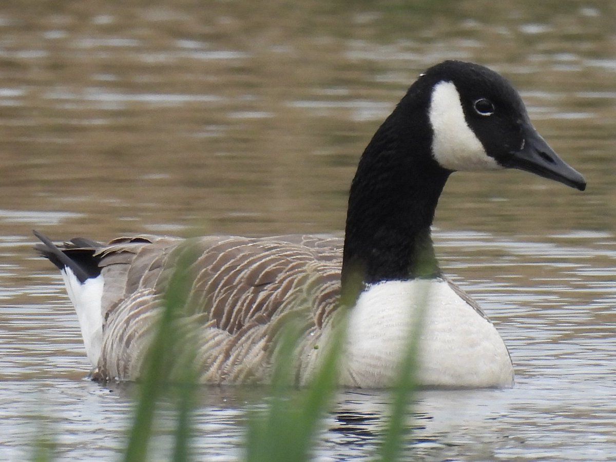 Palumbus_Pics's tweet image. This canada goose has a white ring around it’s eye #canadagoose #birds #naturephotography