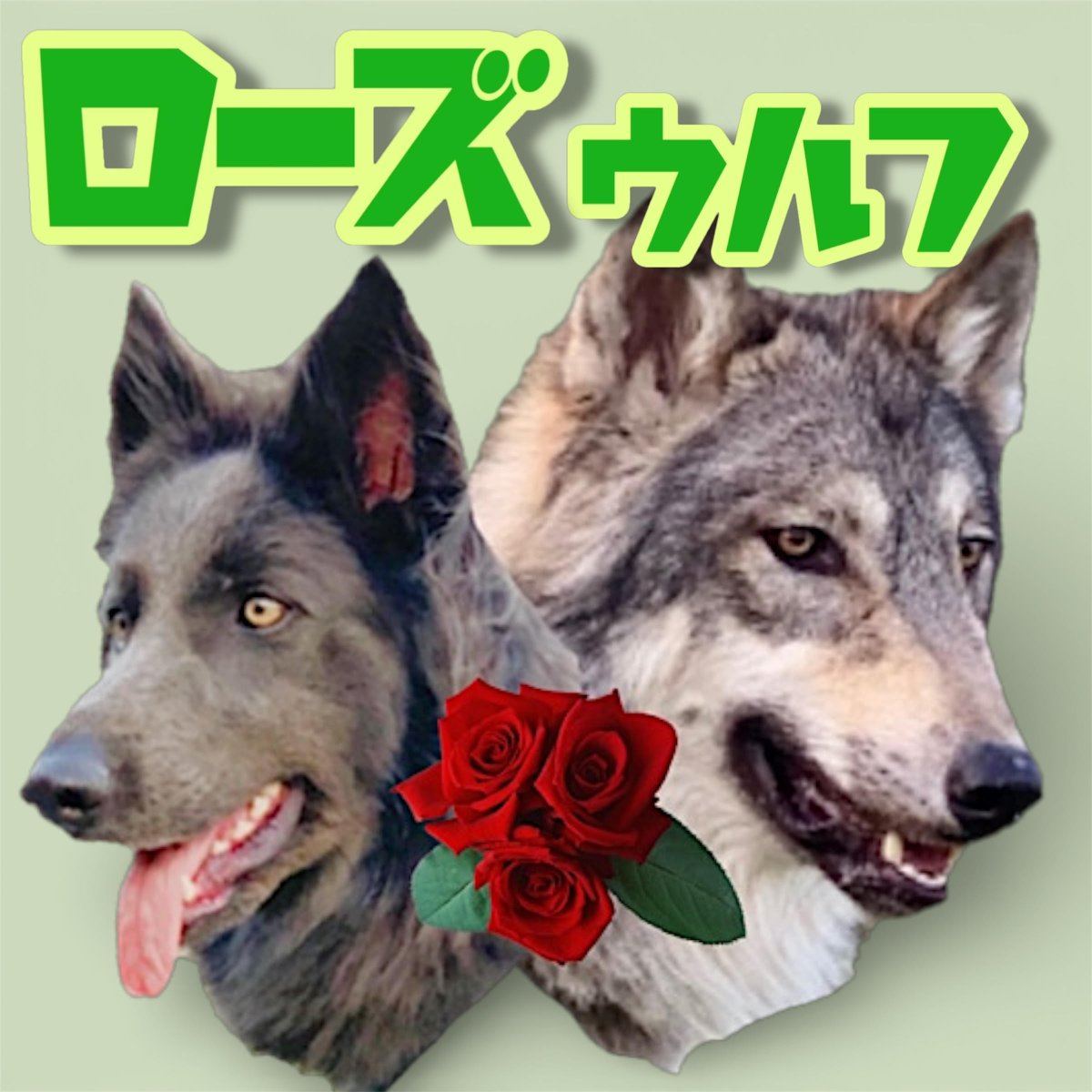 uuum_news's tweet photo. 癒しが足りてない人
集合です！🐶

／
#クリエイターズフリマ にてステッカー販売
わんちゃんの紹介2️⃣
＼

・ローズウルフ
・きなこふ
・チャウチャウ犬　こまめ
・ゴールデンレトリバーのイヴ🐶🍎

もふもふな推しは決めた…？🐾

詳細▼
https://t.co/Fiz466zlXA https://t.co/x0UTVDWrHY