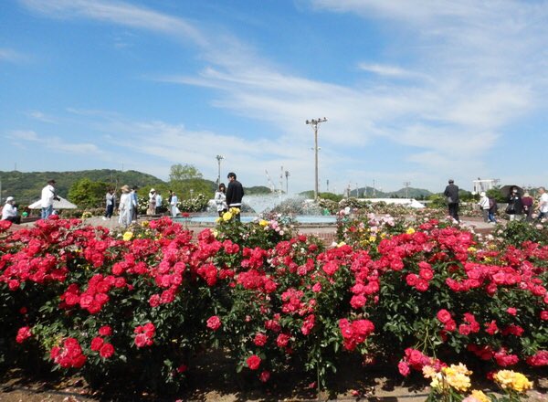 IYOBANKofficial's tweet photo. 4月から5月にかけての今治では、やわらかな春の光の中でバラが満開を迎えます🌹✨
バラが咲き誇るスポット「よしうみバラ公園」「瓦のふるさと公園」をご紹介👏🏻
ゴールデンウィークのお出かけにいかがですか?
【 #iyomemo 】今治のバラ名所案内!春の人気イベント開催
https://t.co/VBFcxXcrdp https://t.co/uxjKiWV4WJ