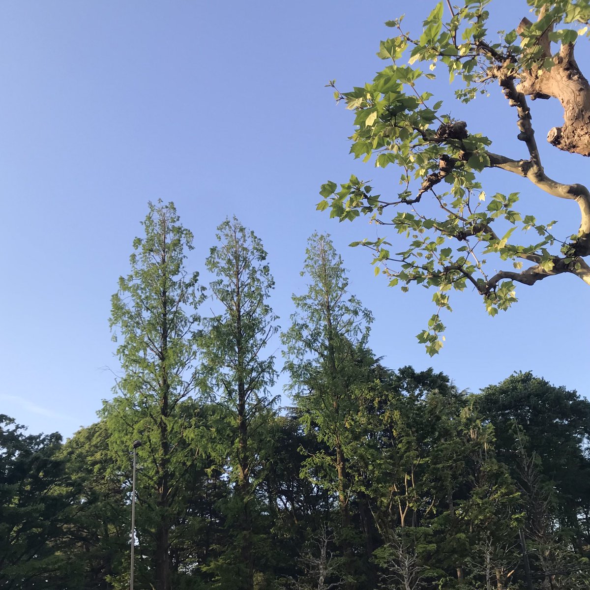 noe_arima's tweet photo. cafe mimo Vol.25を観に草月ホールへ。
遊佐未森さんと藤田恵美さんの優しい友情とぴったりと息の合った強くうつくしい歌唱に、心地よい衝撃を受けました。
青山の若葉と呼び合っているような清々しい舞台に感謝＊🌿

#diary https://t.co/mDDOtrA4Zc