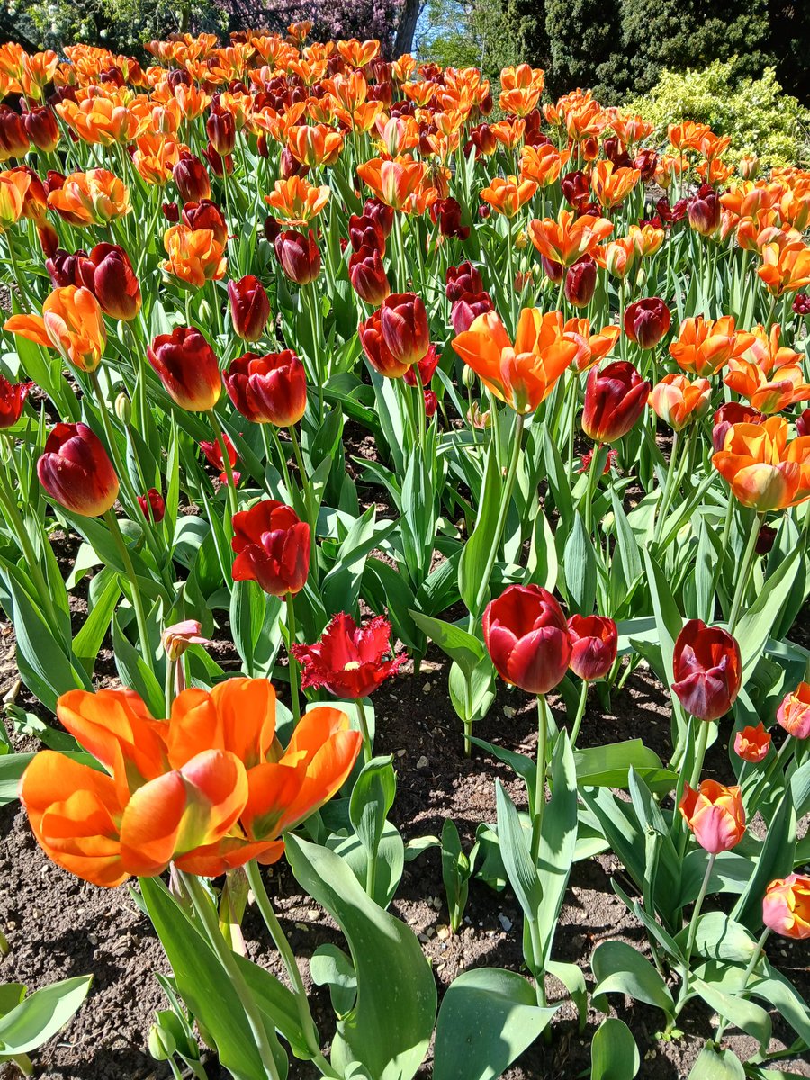 historical_kate's tweet image. A fabulous couple of days in East Yorkshire. I spoke at Hull University &amp;amp; enjoyed a gargantuan trip down memory lane including visiting the drama dept. A quick trip into town &amp;amp; on to Burnby Hall for the #tulipfestival. #Author #speaker #nostalgia #thankyouhull #drama @hullalumni