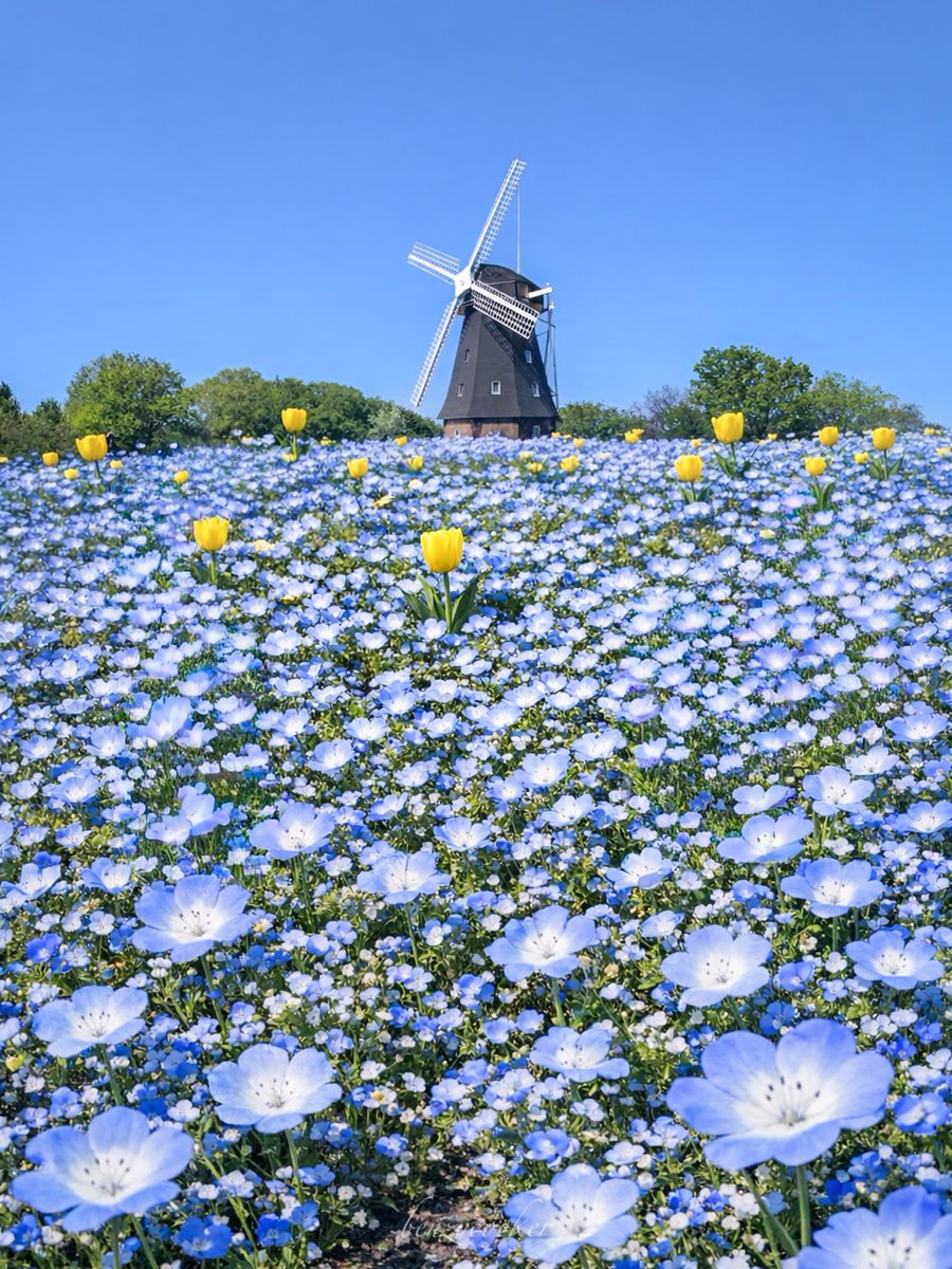 大阪の春に溶け込むネモフィラブルー。