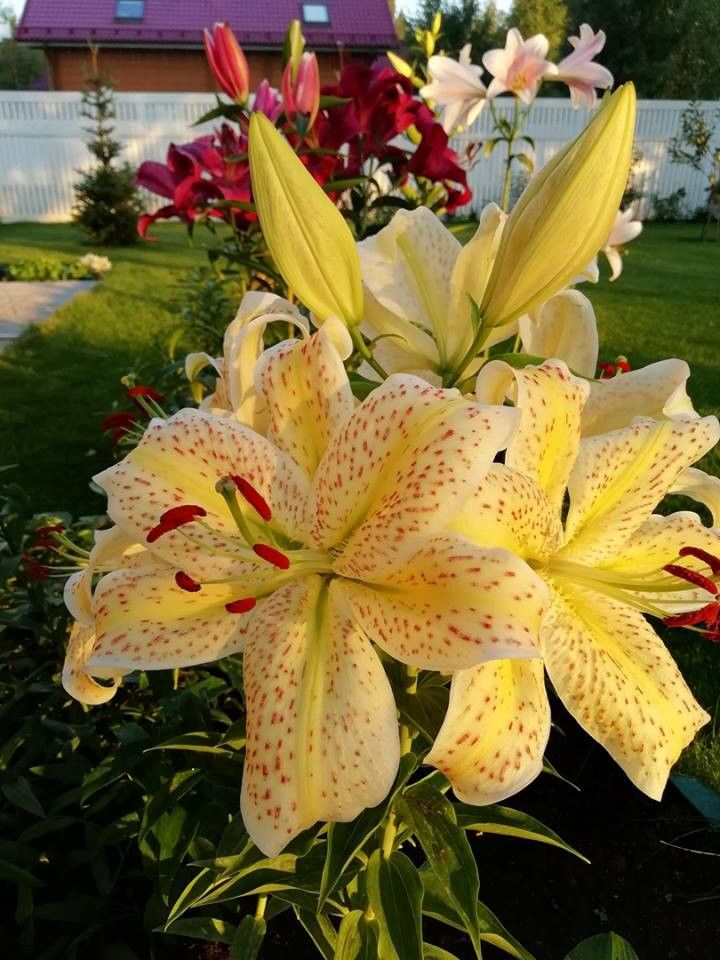 Bloomify tweet media