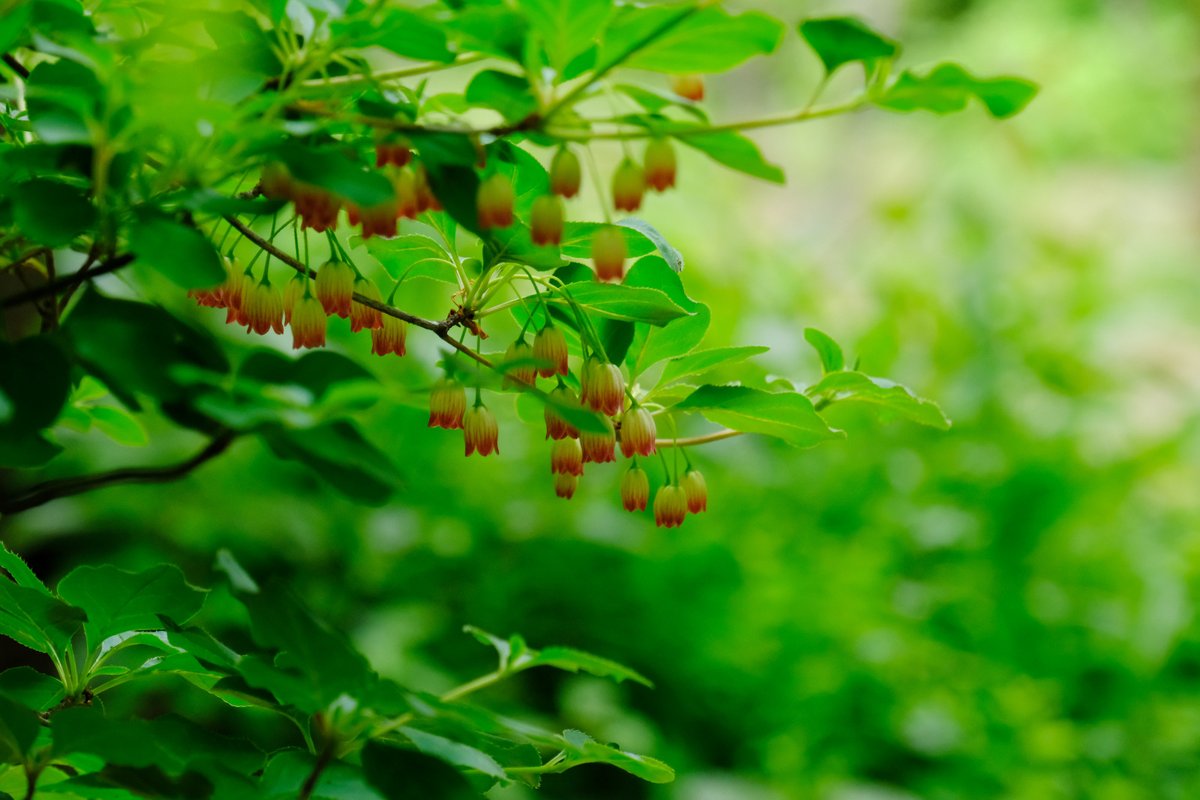 ぷくぷくタッケー tweet media