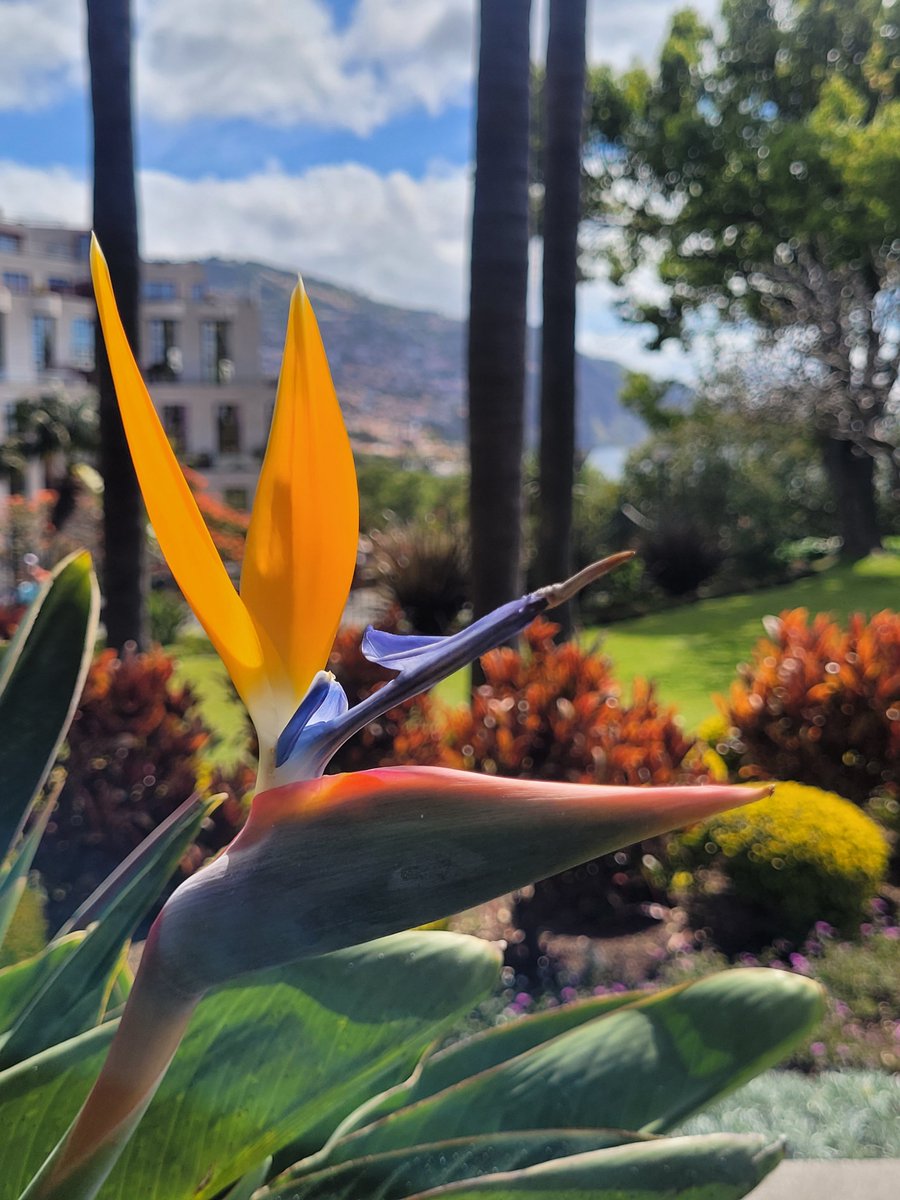 TimoMaatta's tweet photo. Kuvia viimeviikon reissulta Madeiralle. ☀️ #madeira #loma https://t.co/JonGFE4uJJ