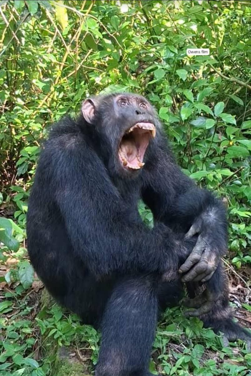 CPA. Onek Robert🇺🇬 tweet media