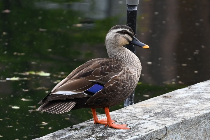 CampSendaiPR's tweet photo. 【🐦＜第４話＞仙台カルガモ物語🐦】
消えたカルガモ😲
数日後・・・、帰ってきた🐦お帰り、待ってたよ😆
＃自衛隊　＃仙台　＃カルガモ　＃癒し　＃野鳥 https://t.co/1ff89y0Oqf