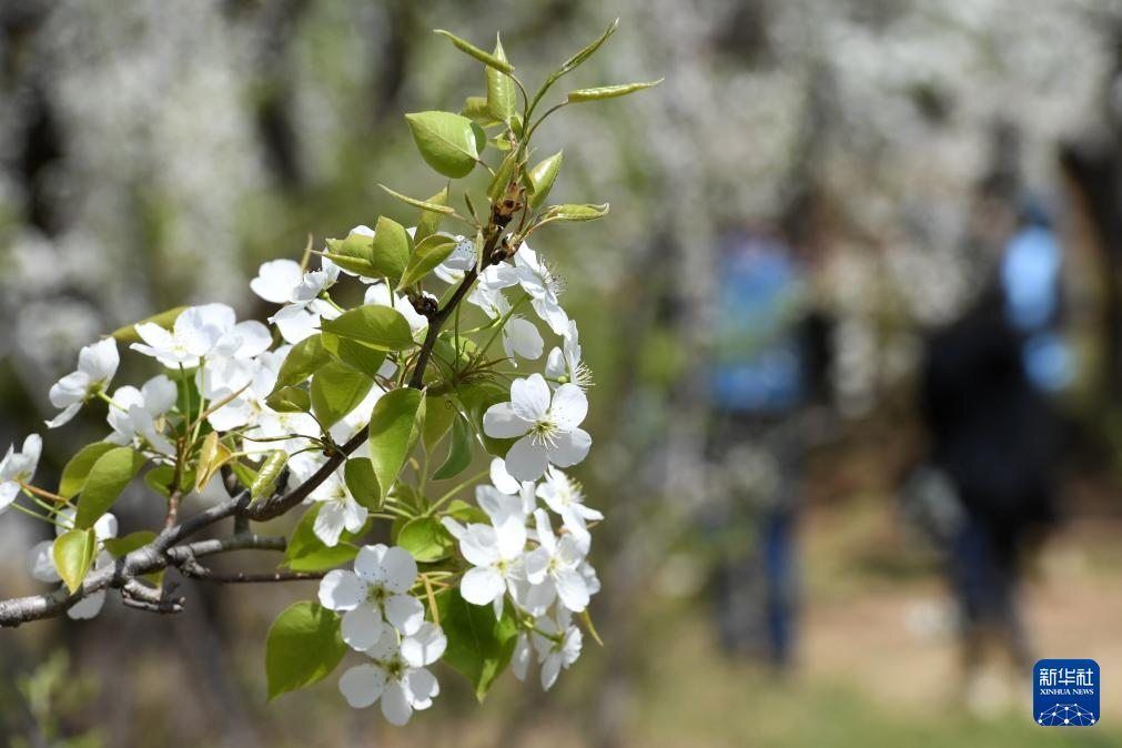 Chinadaily_CH's tweet image. 【遼寧北鎮：百里梨花開】
近日，#中國 #遼寧省 北鎮市醫巫閭山腳下的10余萬畝梨園中 #梨花 成片開放，形成百里梨花帶，吸引大量遊客來此觀光賞花。