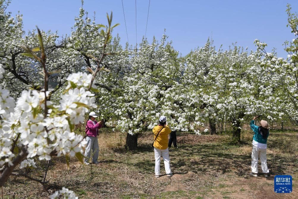 Chinadaily_CH's tweet image. 【遼寧北鎮：百里梨花開】
近日，#中國 #遼寧省 北鎮市醫巫閭山腳下的10余萬畝梨園中 #梨花 成片開放，形成百里梨花帶，吸引大量遊客來此觀光賞花。