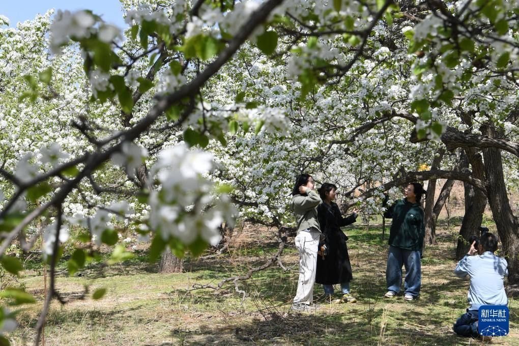 Chinadaily_CH's tweet image. 【遼寧北鎮：百里梨花開】
近日，#中國 #遼寧省 北鎮市醫巫閭山腳下的10余萬畝梨園中 #梨花 成片開放，形成百里梨花帶，吸引大量遊客來此觀光賞花。