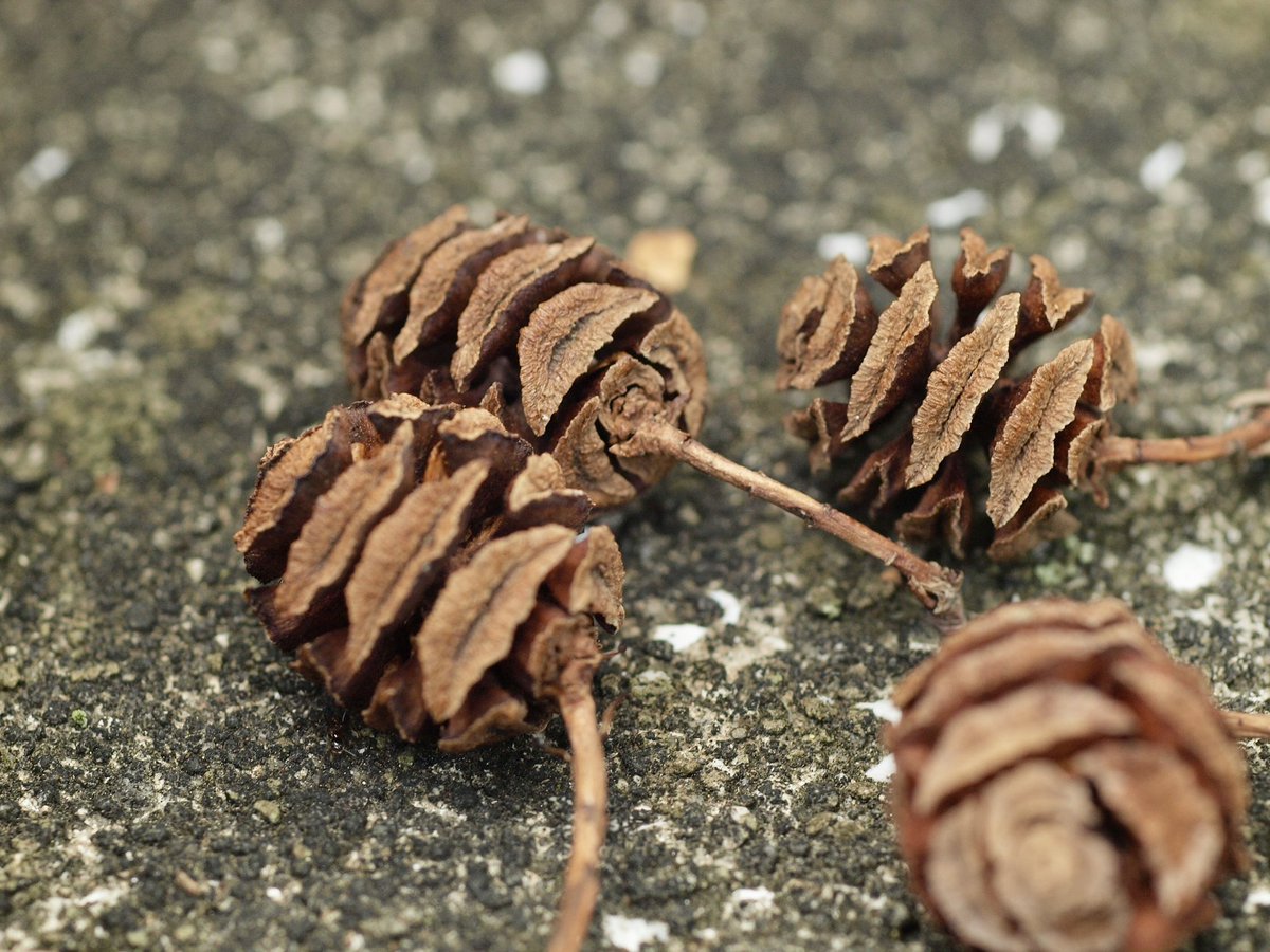 turbou3's tweet image. 🌸 #OLYMPUS #オリンパスE3  #Tamron #Tamron90mm F2.5 マウントアダプター装着📸カメラモニターがイマイチだと帰ってから見返すのが楽しい☺️
coffeetop3.exblog.jp/239553652/