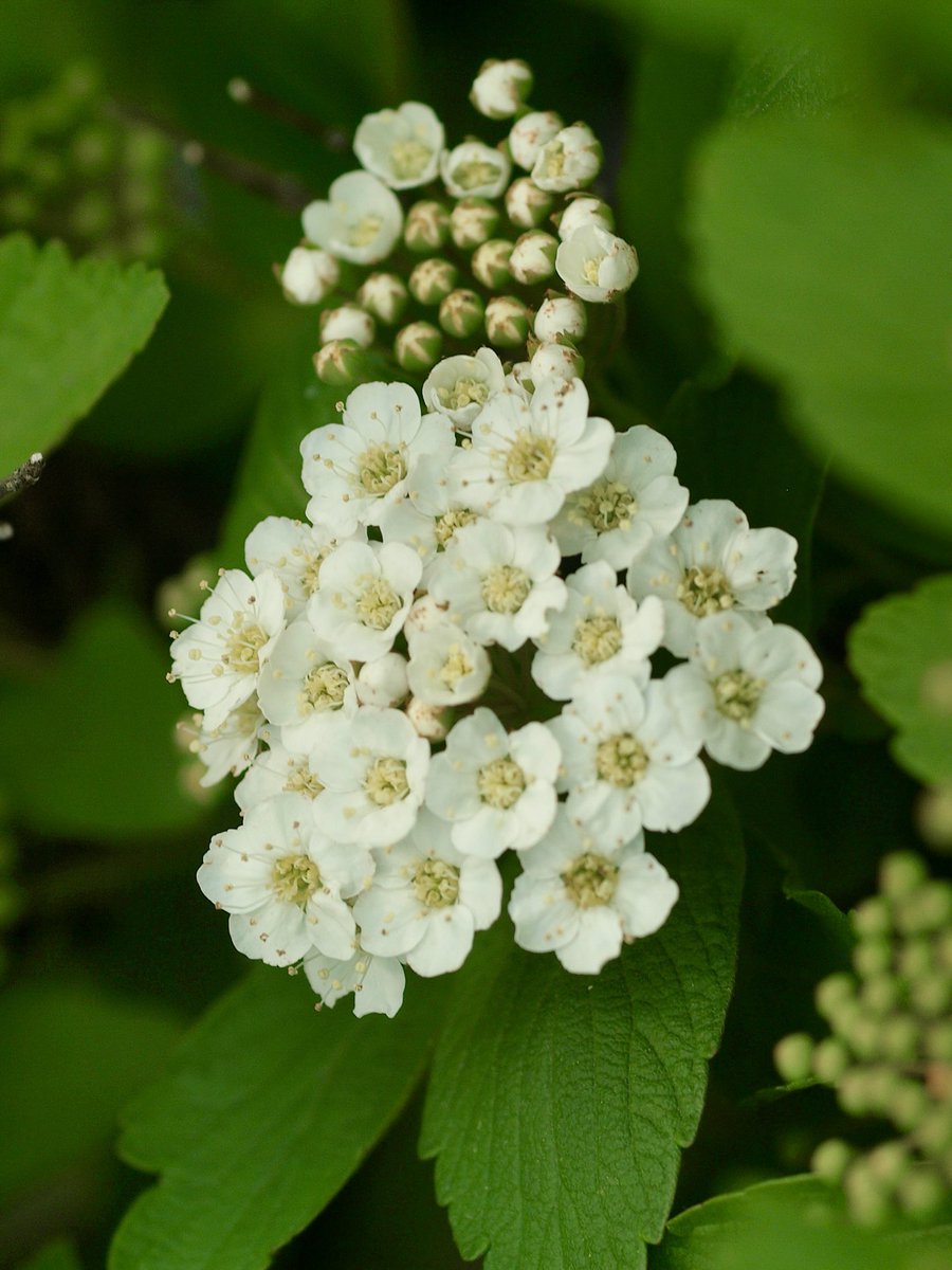 turbou3's tweet image. 🌸 #OLYMPUS #オリンパスE3  #Tamron #Tamron90mm F2.5 マウントアダプター装着📸カメラモニターがイマイチだと帰ってから見返すのが楽しい☺️
coffeetop3.exblog.jp/239553652/