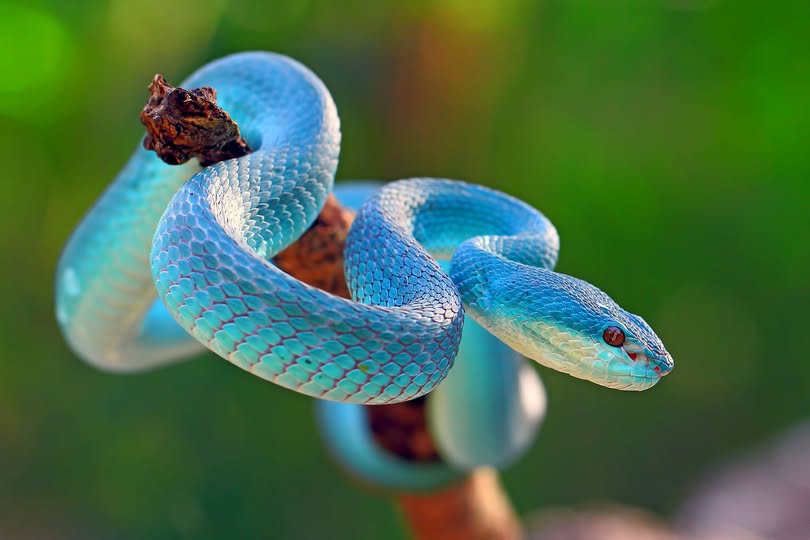 BigBangSciCom's tweet image. 🐍 Trimeresurus insularis peut présenter des couleurs très variées, allant du jaune au bleu, en passant par le vert.

Les spécimens bleus sont exclusives à certaines îles d’Indonésie, comme Komodo

📸 Crédits : ?

#reptiles #snakes #nature #wildlife #herpetology