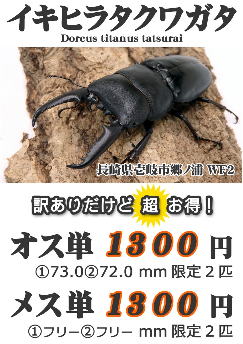 cafe_suzunari's tweet image. 国産ノコが出せなくなったので、急遽イキヒラタを2ペア出す事にしました(お値段は違いますけどお得です)。
個人的に離島の中で一番好きなクワガタで多くストックしていたので2ペア出しますｗ
羽化後1年という事で特価品です✨
宜しくお願いします。
#DreamChaser