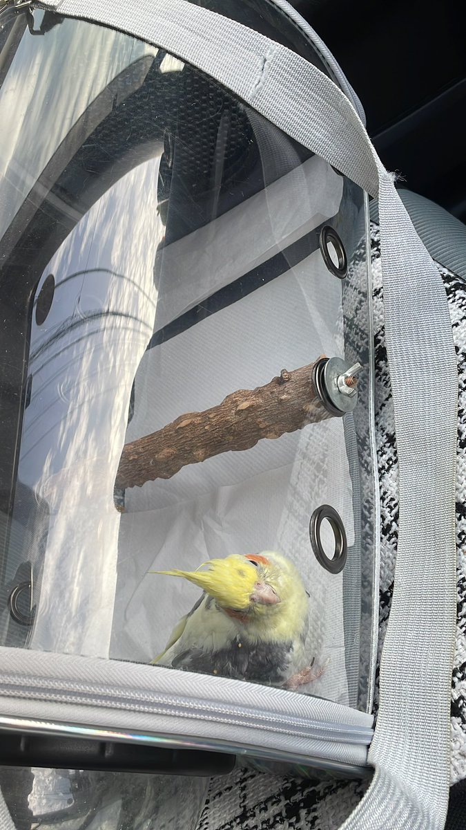 いんこらぶ(あ~ちゃん)🐥🫶💕︎︎ tweet media