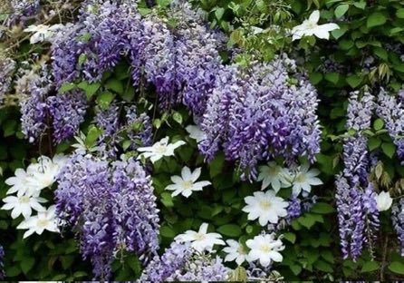 thegardenvsw's tweet image. April ‘51  However popular, however ubiquitous, the clematis must remain among the best hardy climbers in our #gardens. #gardening