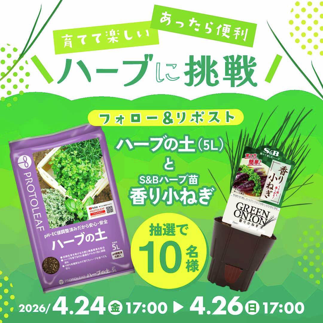 【公式】プロトリーフ tweet media