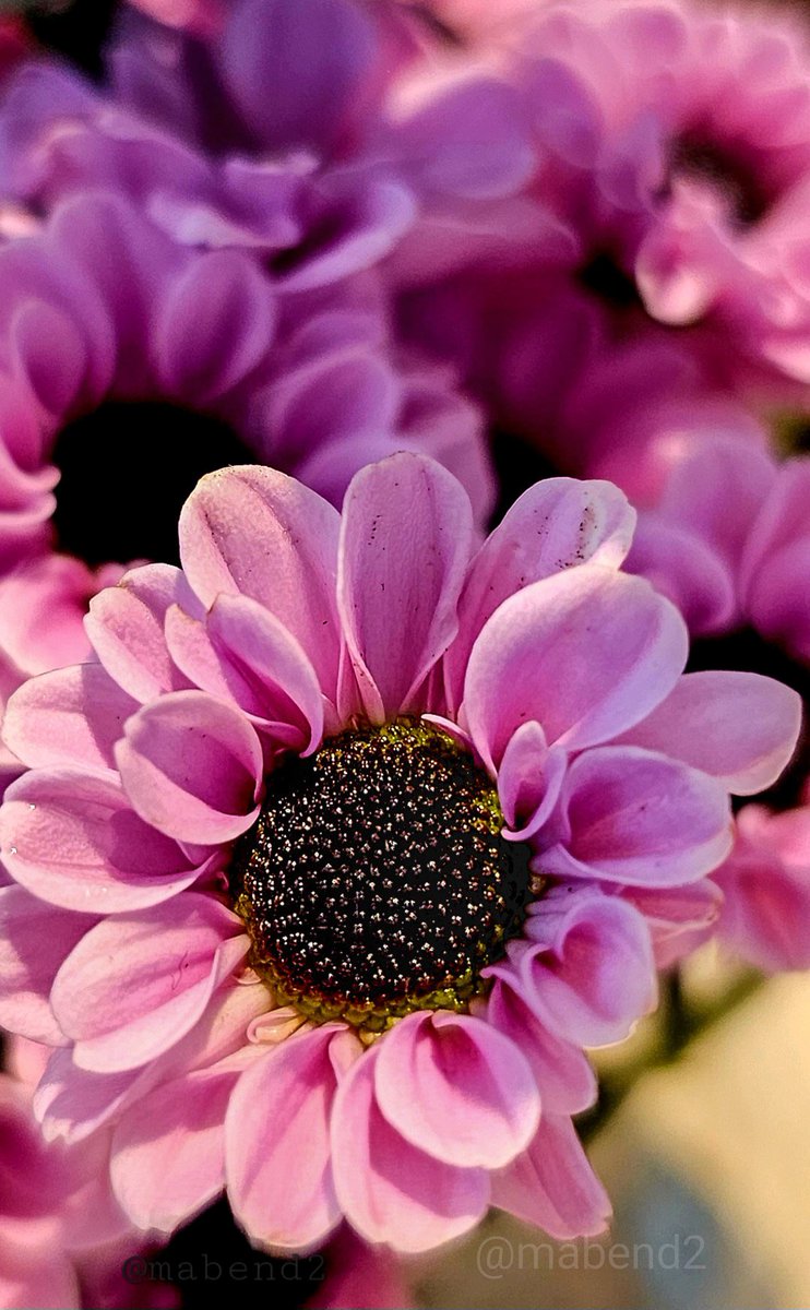 mabend2's tweet image. Finally Friday.....
Share your 🌷📷 picture for Flowers on Friday! 

#theme_pic_India_flowers